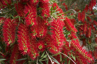 Weeping Bottlebrush Scarlet Flame™ (Callistemon viminalis)