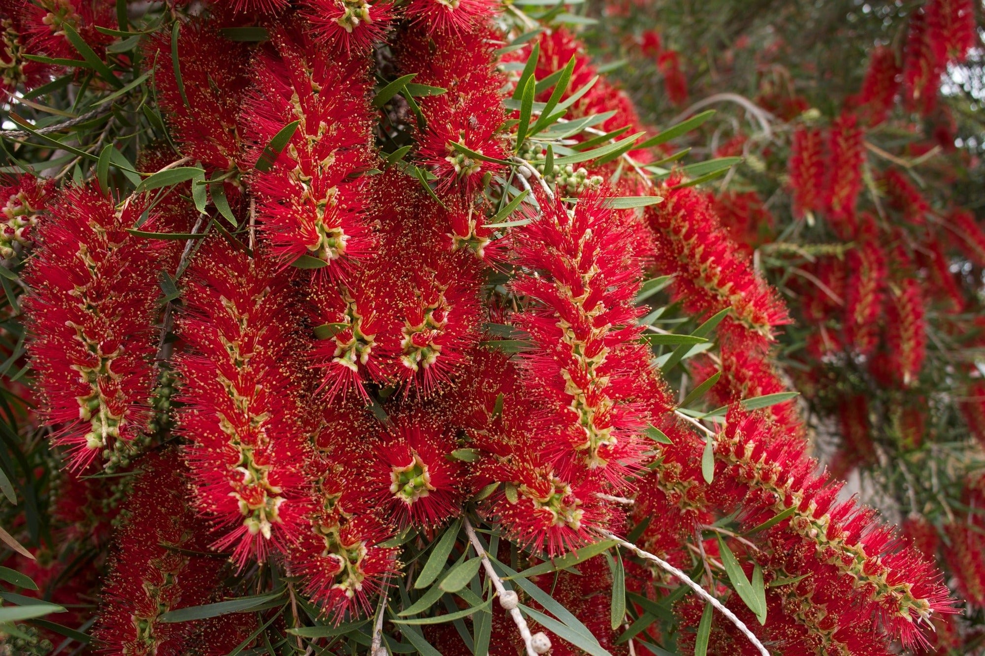 Weeping Bottlebrush (Callistemon viminalis) - Ladybird Nursery