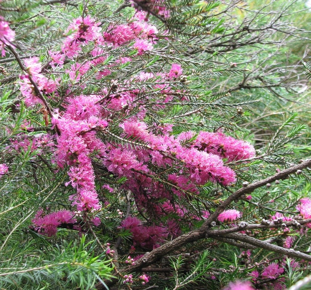Violet Honey Myrtle (Melaleuca wilsonii) - Ladybird Nursery