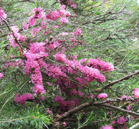 Violet Honey Myrtle (Melaleuca wilsonii) - Ladybird Nursery