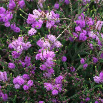 Dwarf Melaleuca decussata