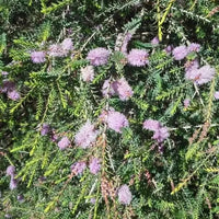 Dwarf Melaleuca decussata