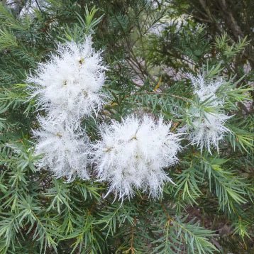 Melaleuca linariifolia ‘Sea Foam’ - Ladybird Nursery