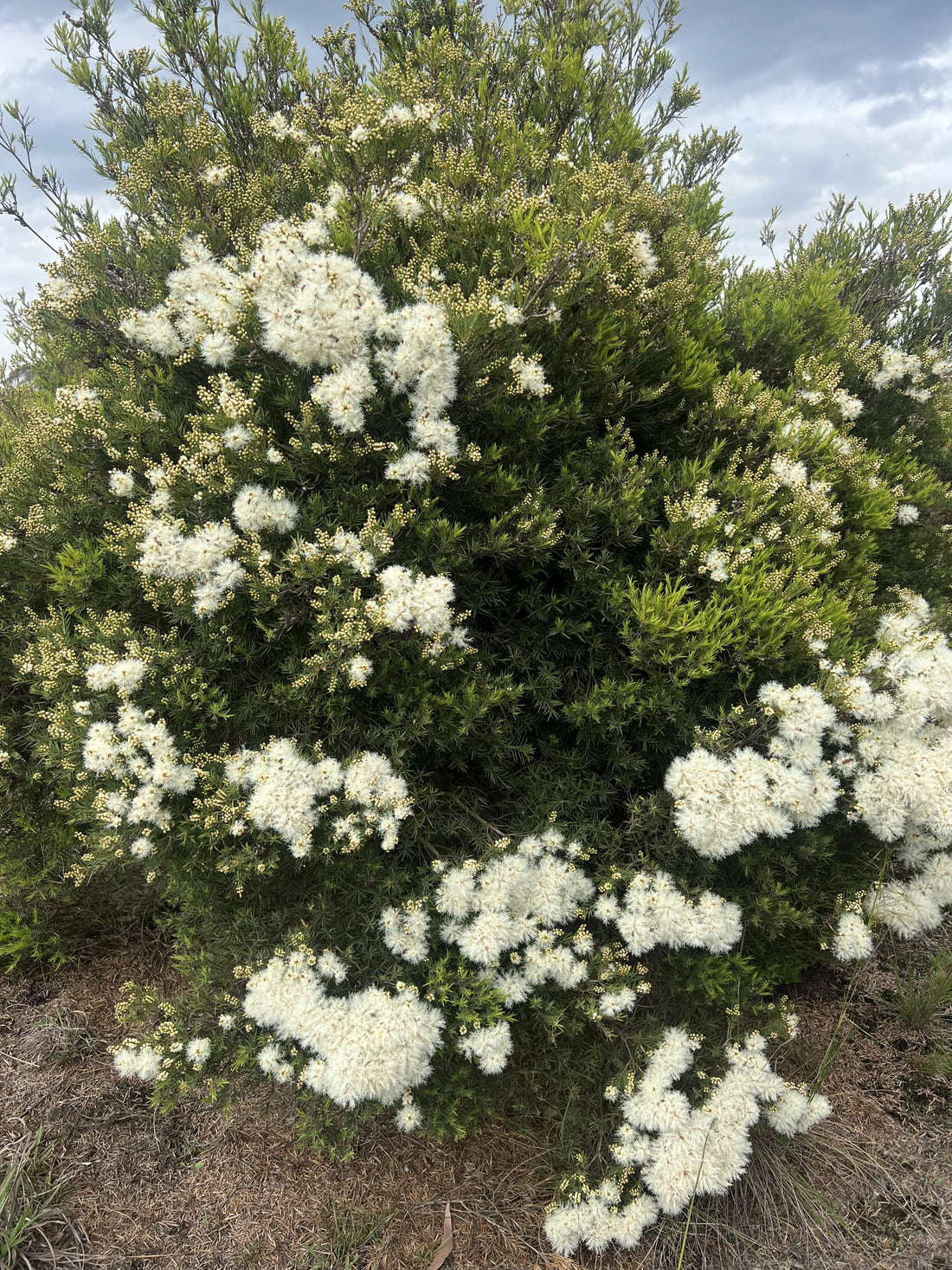 Melaleuca linariifolia ‘Sea Foam’
