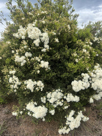 Melaleuca linariifolia ‘Sea Foam’