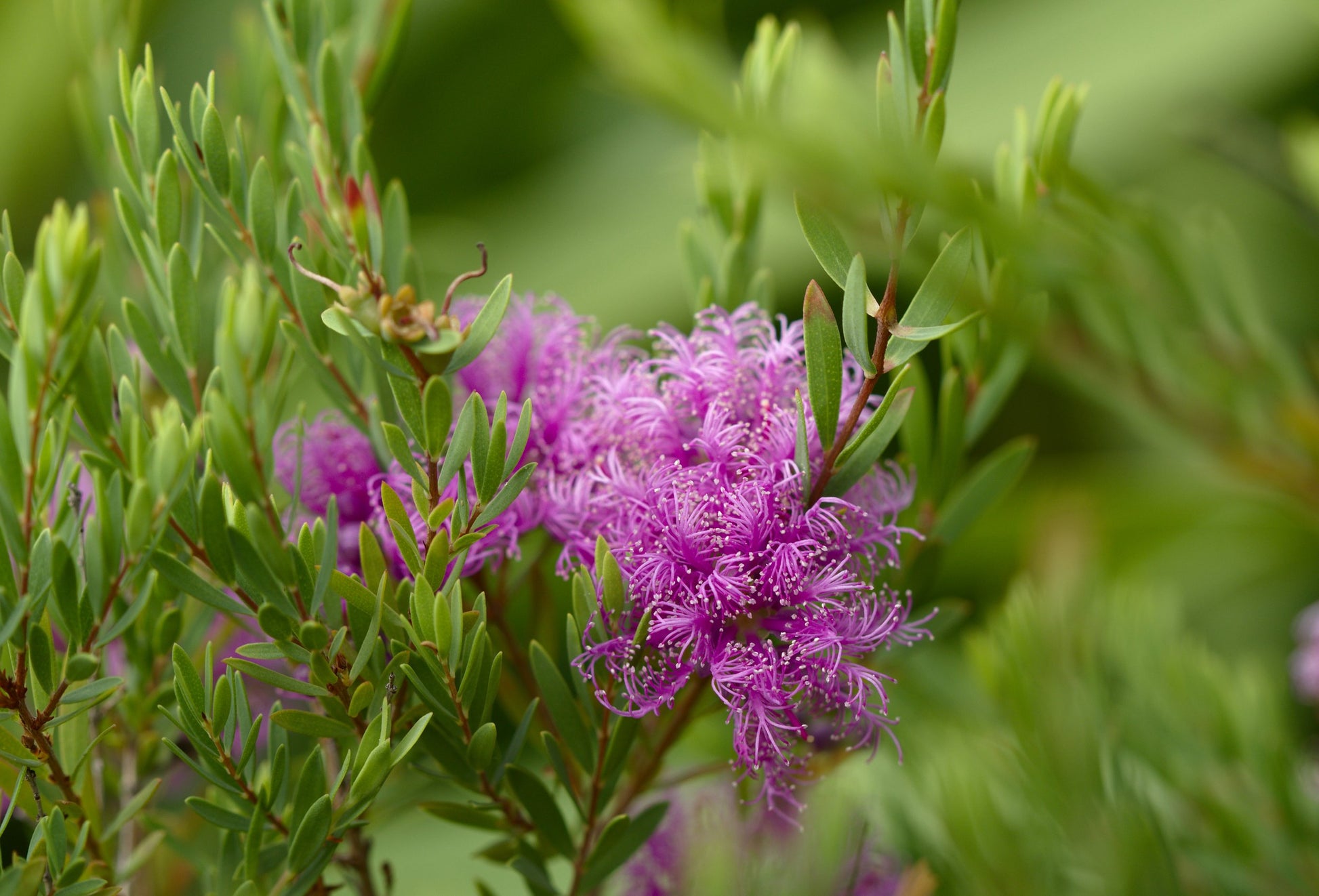 Thyme Honey Myrtle Pink Lace (Melaleuca thymifolia)