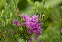 Thyme Honey Myrtle Pink Lace (Melaleuca thymifolia)