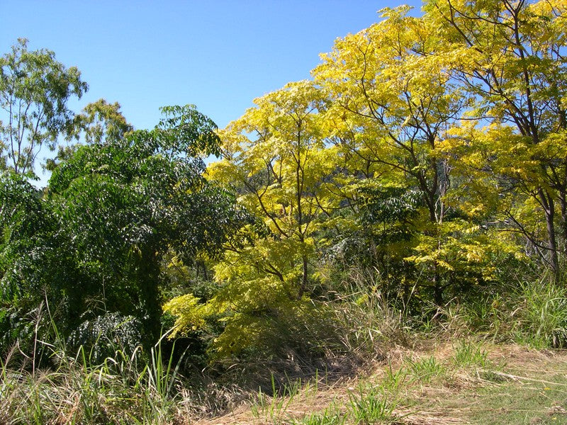 White Cedar (Melia azedarach)