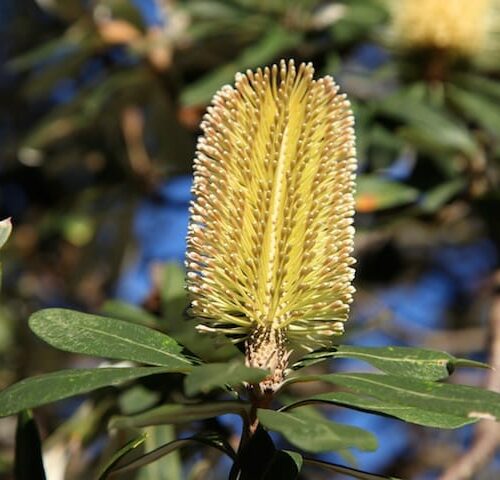 Mellow Yellow Coast Banksia (Banksia integrifolia) - Ladybird Nursery