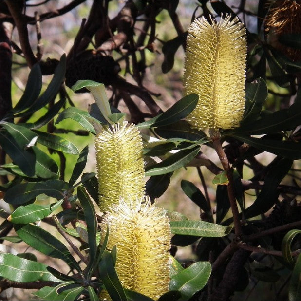 Mellow Yellow Coast Banksia (Banksia integrifolia)