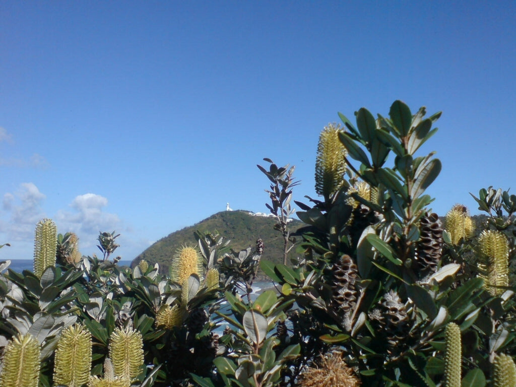 Mellow Yellow Coast Banksia (Banksia integrifolia)