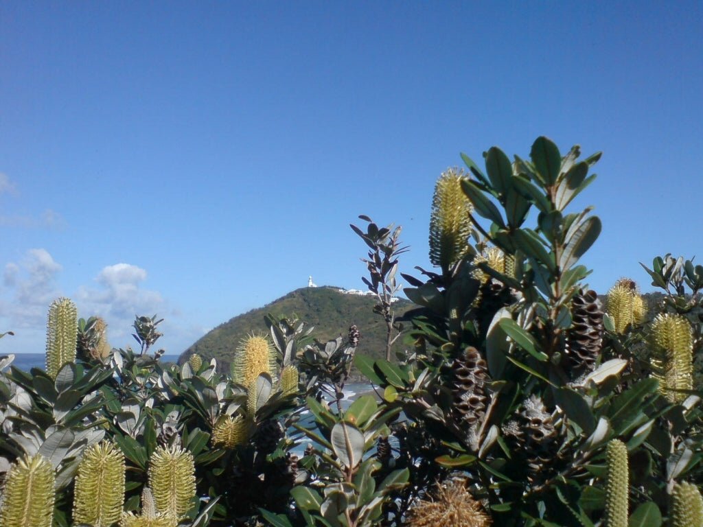 Mellow Yellow Coast Banksia (Banksia integrifolia) - Ladybird Nursery