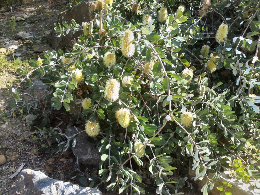 Mellow Yellow Coast Banksia (Banksia integrifolia) - Ladybird Nursery