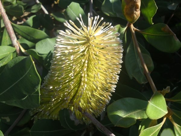 Mellow Yellow Coast Banksia (Banksia integrifolia) - Ladybird Nursery