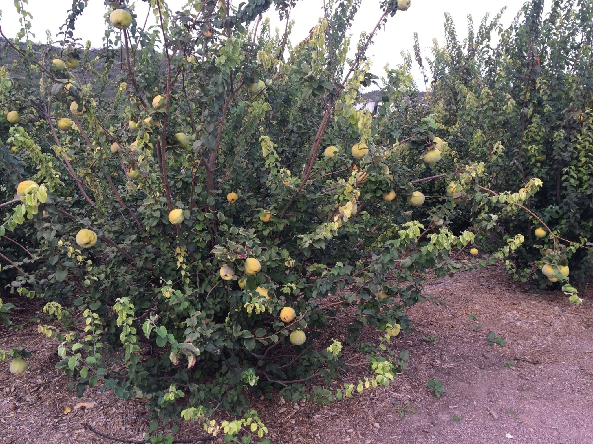Membrillo Fruit Tree – Buy Now! – Ladybird Nursery