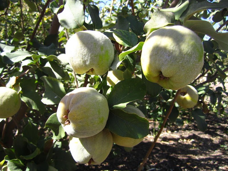 Membrillo - Ladybird Nursery