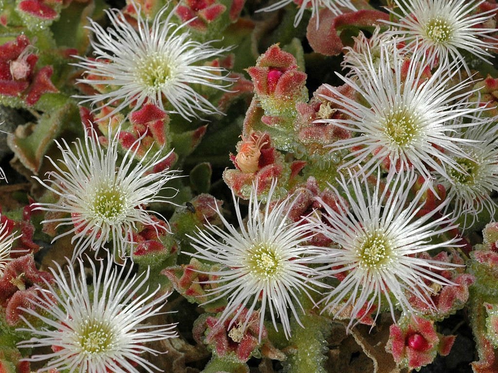Ice Plant Assorted (Mesembryanthemum spp.) - Ladybird Nursery