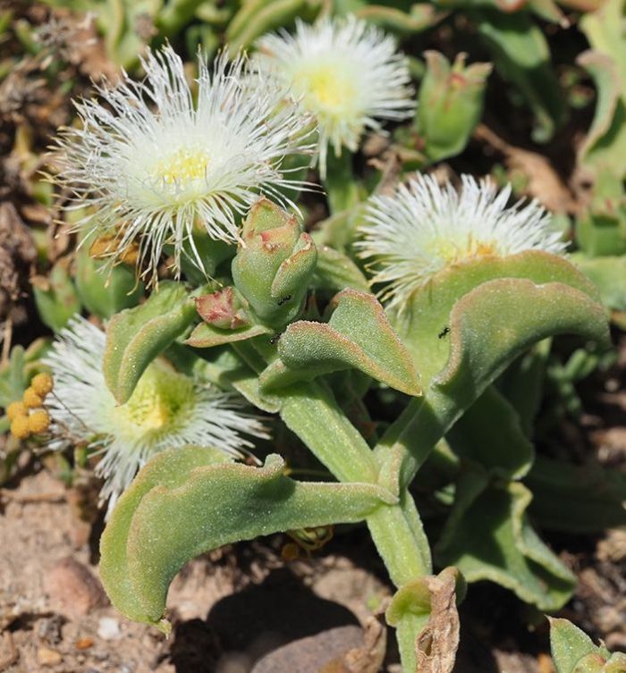 Ice Plant White (Mesembryanthemum spp.) - Ladybird Nursery