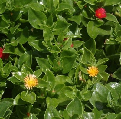 Yellow Heartleaf Ice Plant (Aptenia cordifolia) - Ladybird Nursery