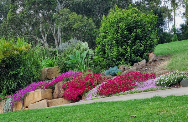 Ice Plant Pink Dwarf (Mesembryanthemum cooperi) - Ladybird Nursery