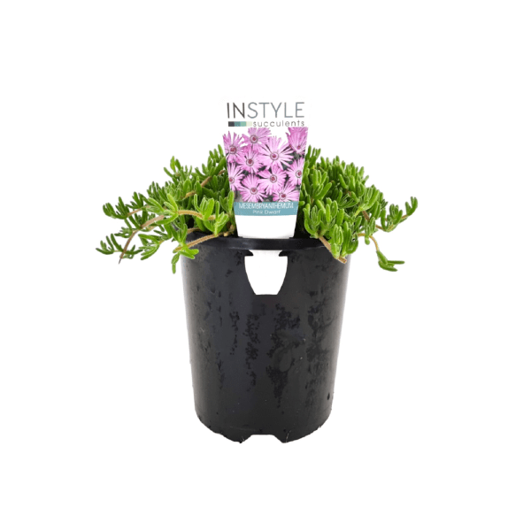 Ice Plant Pink Dwarf (Mesembryanthemum cooperi) - Ladybird Nursery
