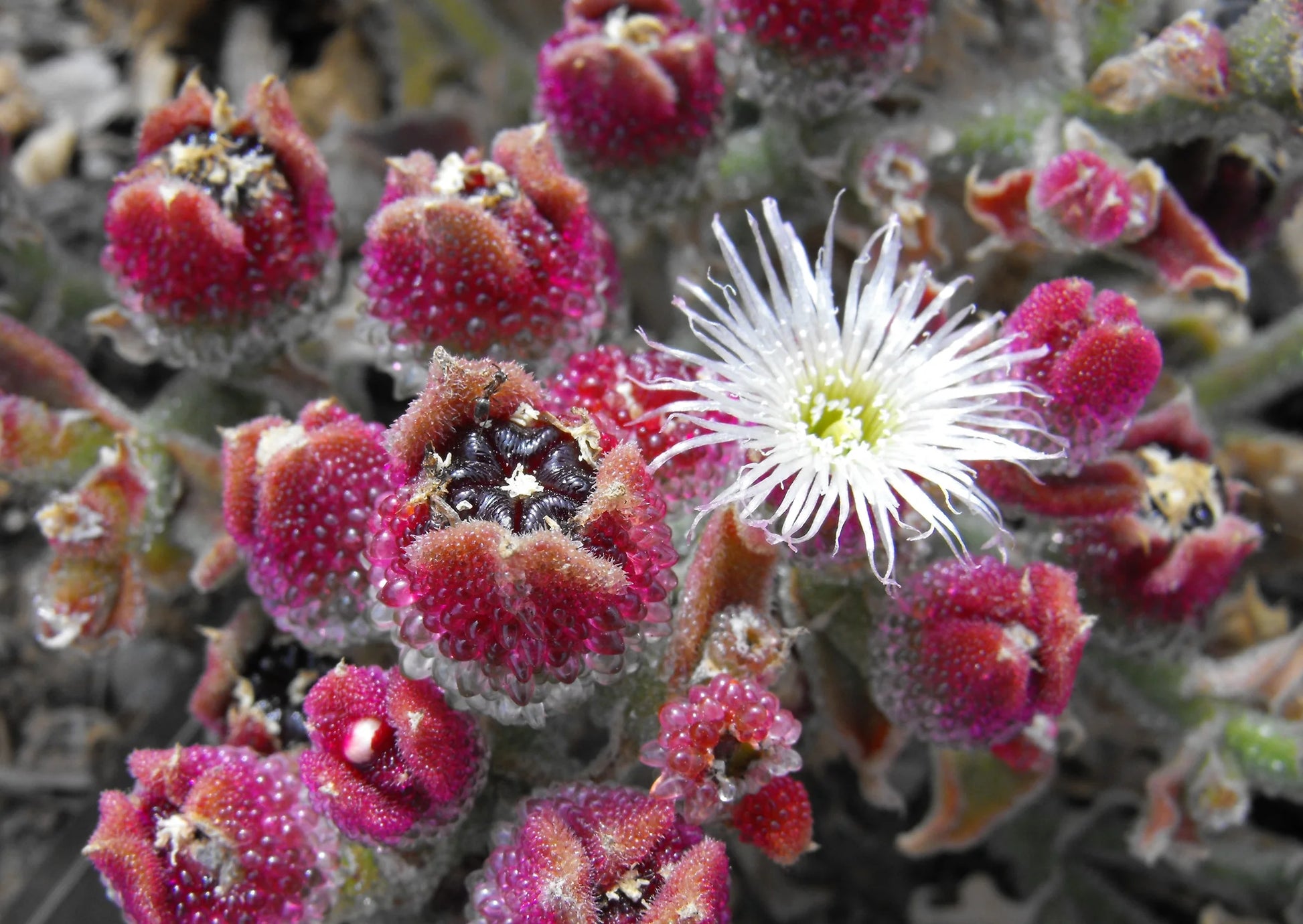 Ice Plant Assorted (Mesembryanthemum spp.)