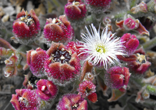 Ice Plant Assorted (Mesembryanthemum spp.) - Ladybird Nursery