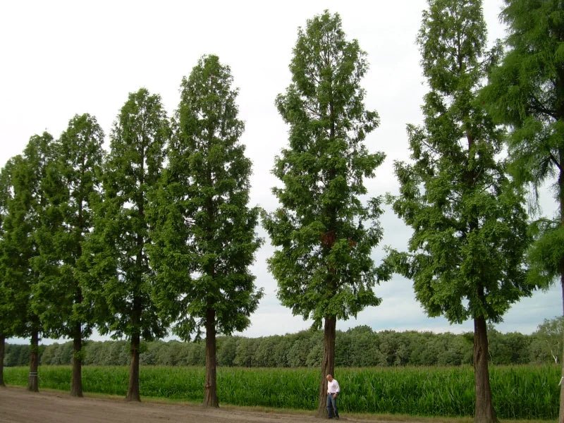 Metasequoia Dawn Redwood (Metasequoia glyptostroboides) - Ladybird Nursery