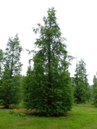 Metasequoia Dawn Redwood (Metasequoia glyptostroboides) - Ladybird Nursery