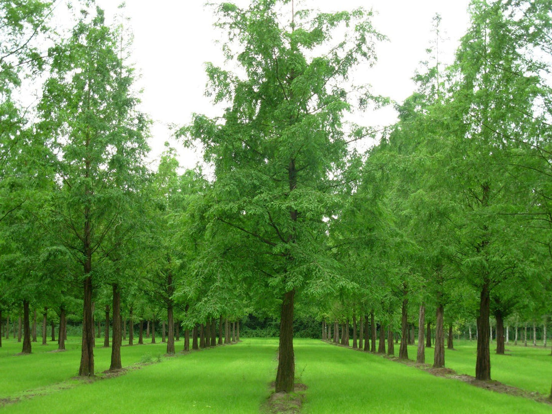 Metasequoia Dawn Redwood (Metasequoia glyptostroboides) - Ladybird Nursery