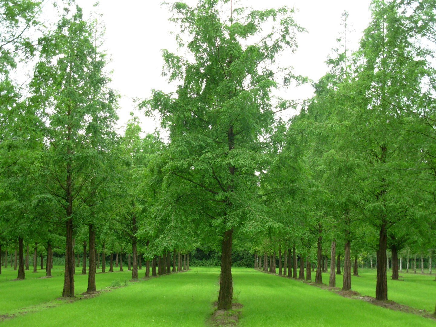 Metasequoia Dawn Redwood (Metasequoia glyptostroboides)