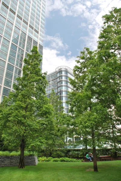 Metasequoia Dawn Redwood (Metasequoia glyptostroboides)