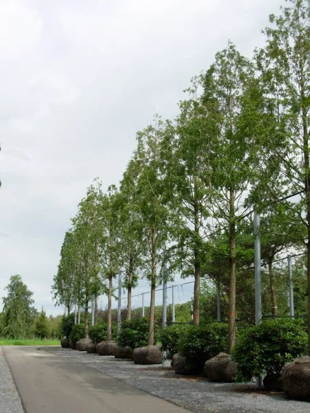 Metasequoia Dawn Redwood (Metasequoia glyptostroboides)