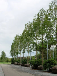 Metasequoia Dawn Redwood (Metasequoia glyptostroboides)