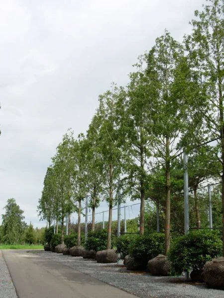 Metasequoia Dawn Redwood (Metasequoia glyptostroboides) - Ladybird Nursery