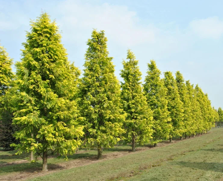 Metasequoia Gold Rush (Metasequoia glyptostroboides)