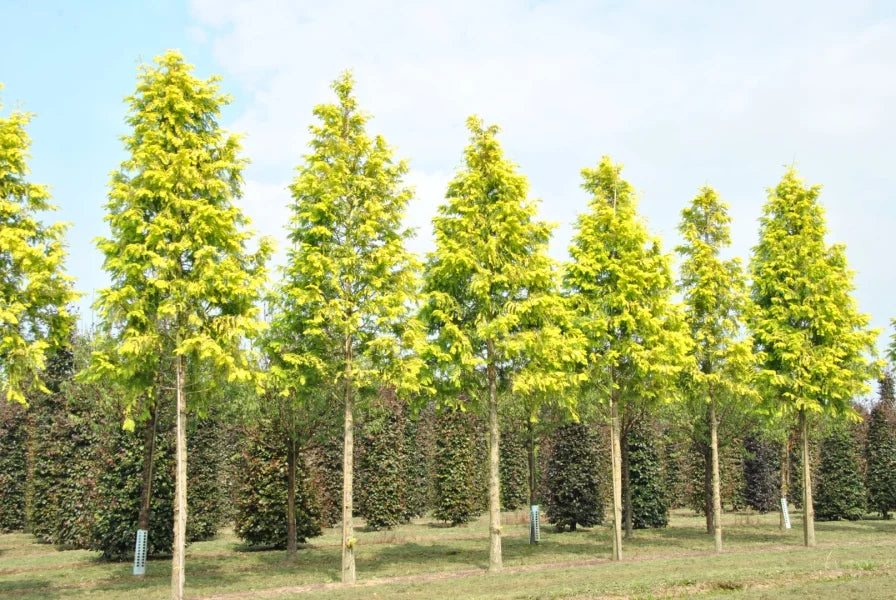 Metasequoia Gold Rush (Metasequoia glyptostroboides)