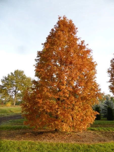 Metasequoia Gold Rush (Metasequoia glyptostroboides) - Ladybird Nursery