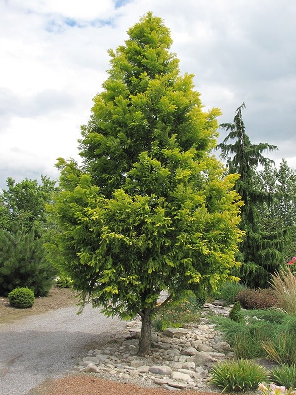 Metasequoia Gold Rush (Metasequoia glyptostroboides) - Ladybird Nursery