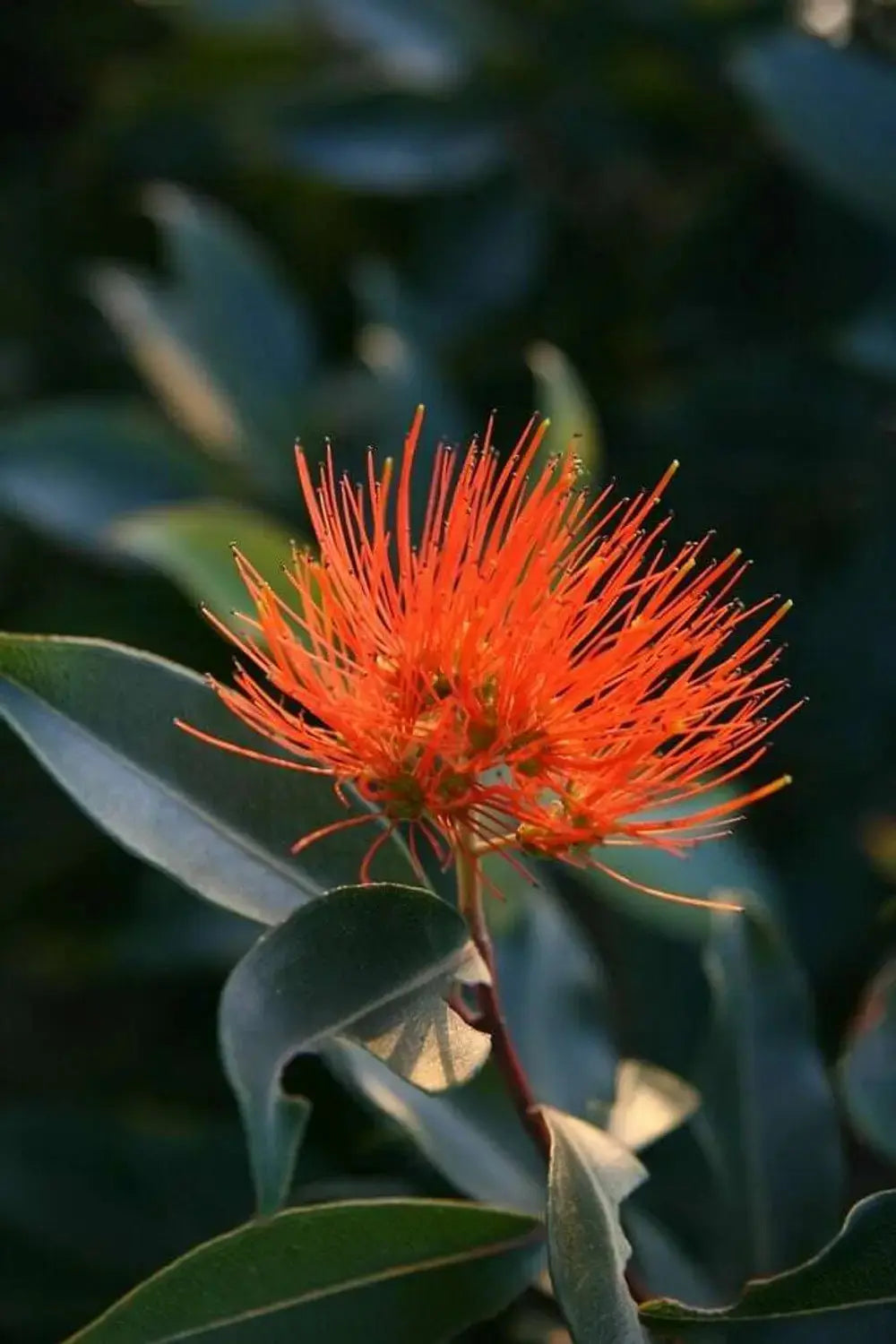 Metrosideros Fiji Fire (Metrosideros vitiensis)
