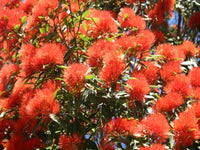 Metrosideros Fiji Fire (Metrosideros vitiensis) - Ladybird Nursery