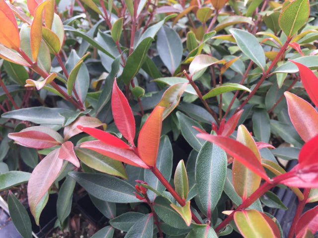 Metrosideros Fiji Fire (Metrosideros vitiensis)