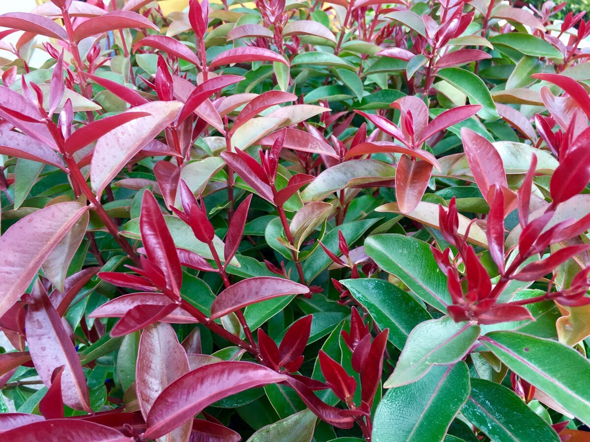 Metrosideros Fiji Fire (Metrosideros vitiensis)