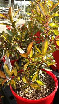 Metrosideros Firecracker