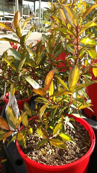 Metrosideros Firecracker