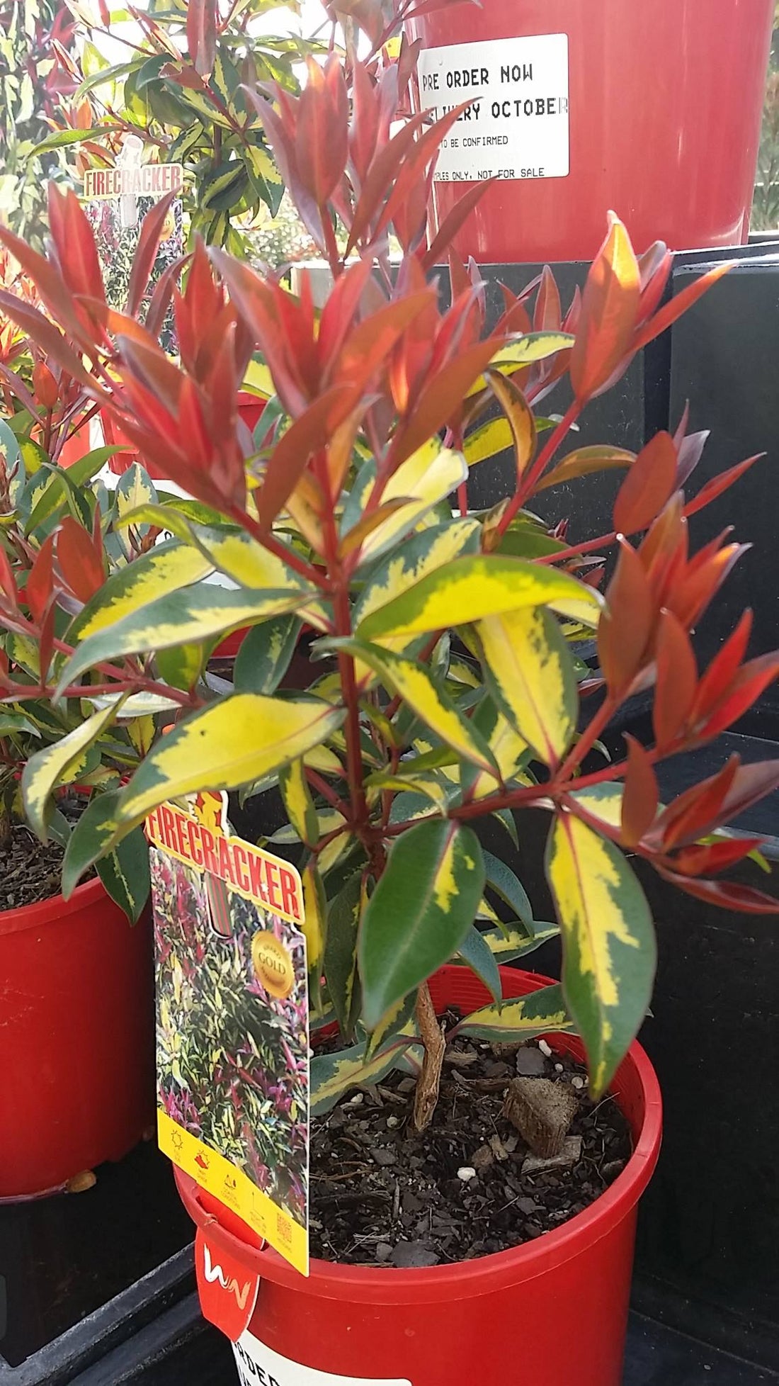 Metrosideros Firecracker - Ladybird Nursery