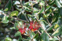 Metrosideros Firecracker - Ladybird Nursery