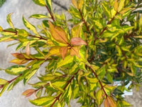 Metrosideros Firecracker