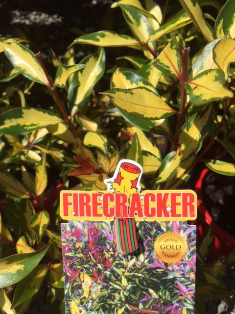 Metrosideros Firecracker - Ladybird Nursery