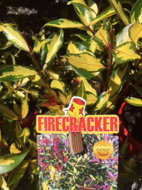 Metrosideros Firecracker